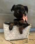 Yorkshire Terrier TeaCup