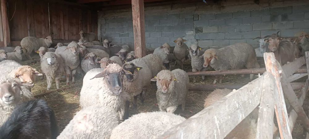 OI,miei si capre de vanzare