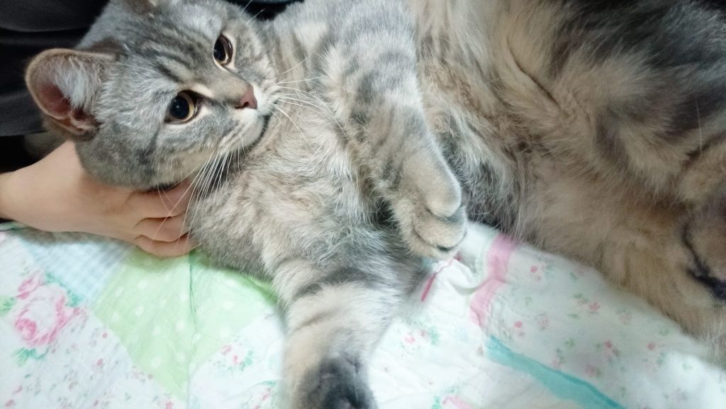 Cazare pisici / pet sitter
