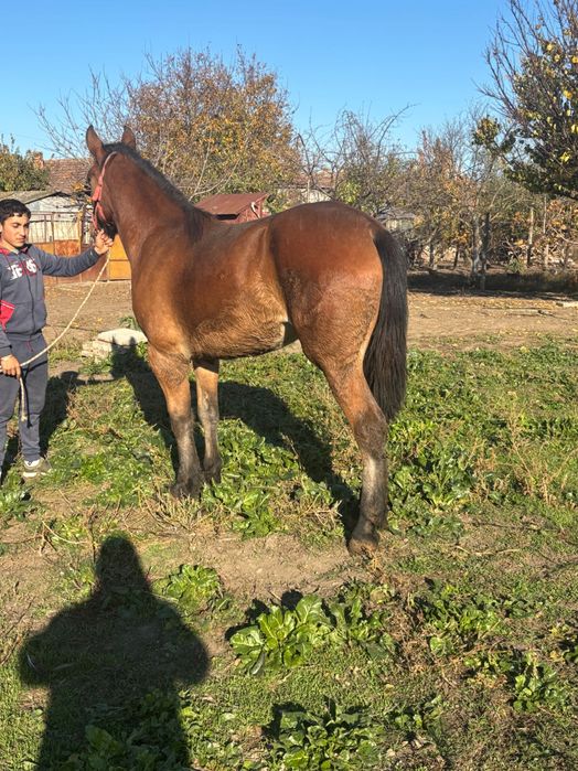 Manză de 1 an zumate foarte blândă cu forme