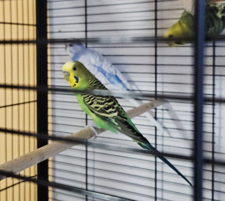 Vand colivie cu accesorii