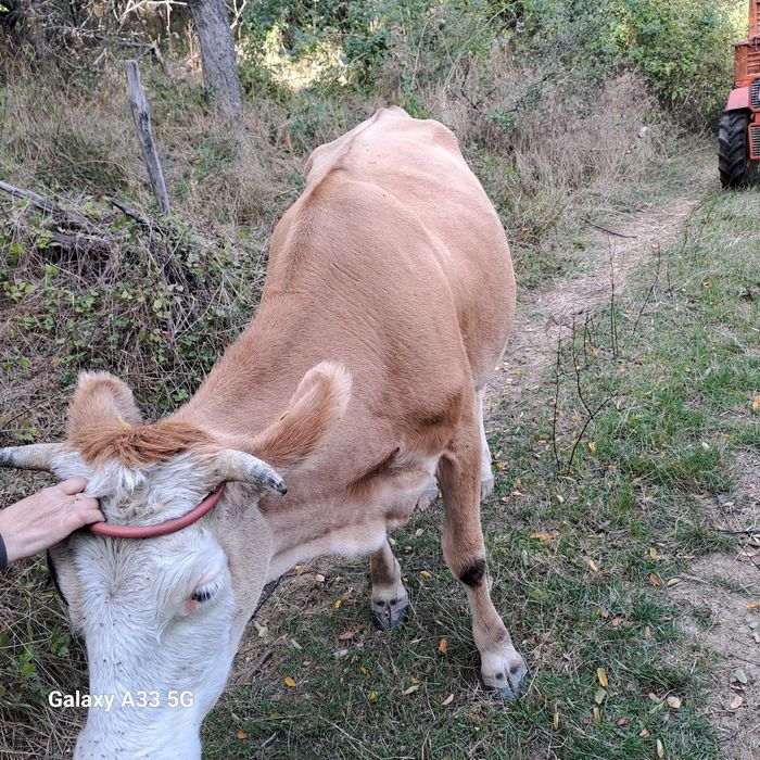 Vând  vaca cu vârsta de 3 ani, primul vicel.
