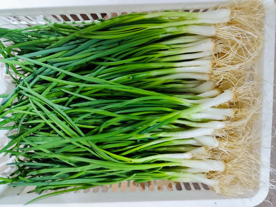 Зелёный лук сочный вкусный