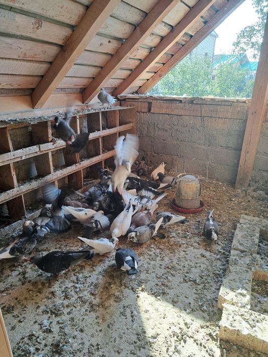 Vând porumbei voiajori