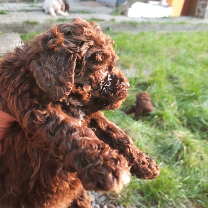 Lagotto Romagnolo