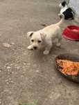Adopție cățelușa de 6 săptămâni din tata Bichon și mama teckel