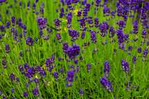 Floare uscată lavanda blue scent