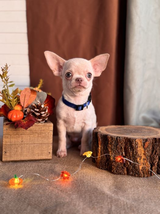 Продается щенок чихуахуа