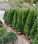 Thuja smaragd/ Magnolia grandi flora/ Leylandri pin etc