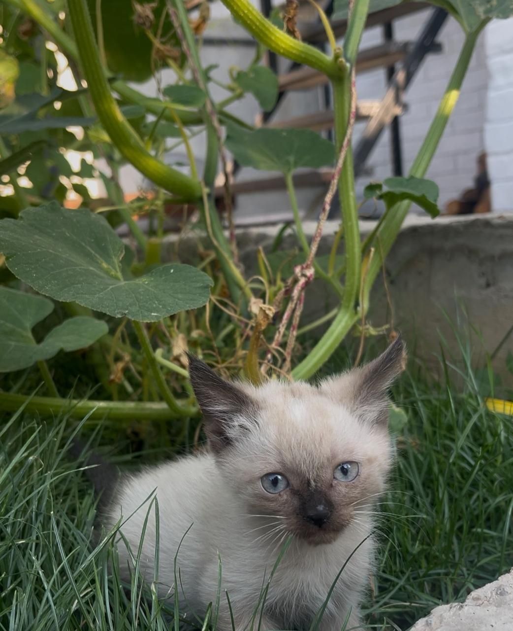Котята крысоловы
