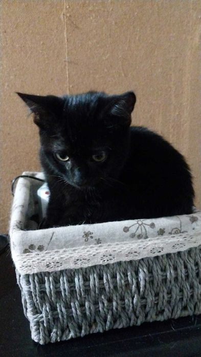 Ищем любящую семью котику