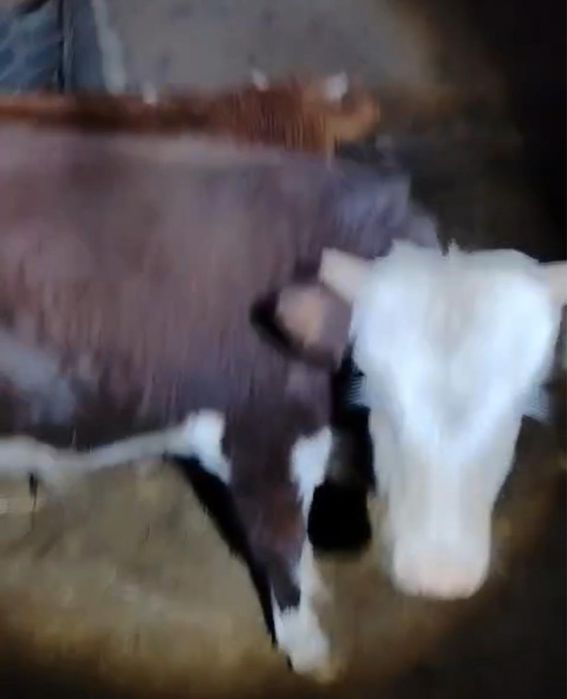 Подсос бұзаулар сатылады