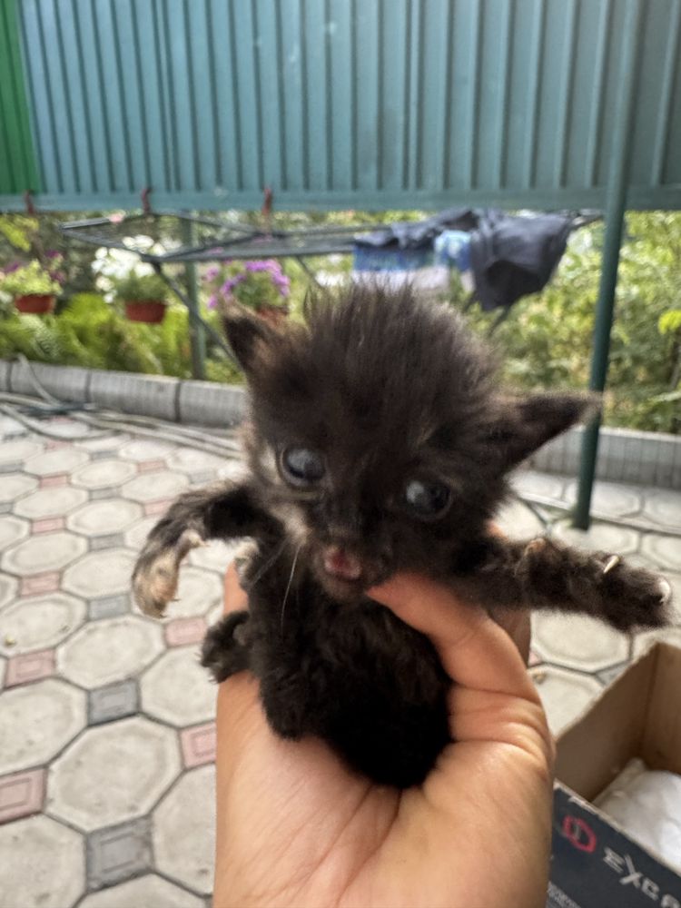 Котята Срочно отдам