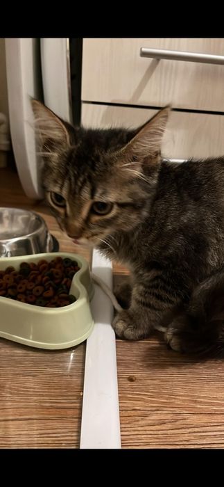 Котёнок который подарит много радости