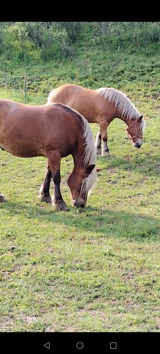 Vând  iapa și manza