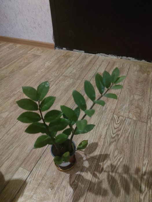 Продам комнатные цветы,укорененные