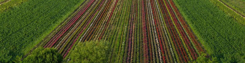 Butași de Trandafiri de Înaltă Calitate Direct de la Producător