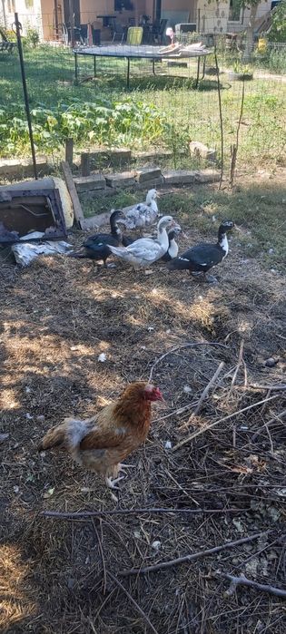 Vând rațe mute tinere