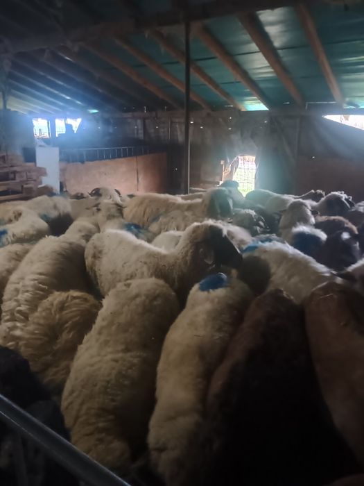 Schimb oi cu capre de rasă boer alpine