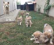 Akita inu japonez