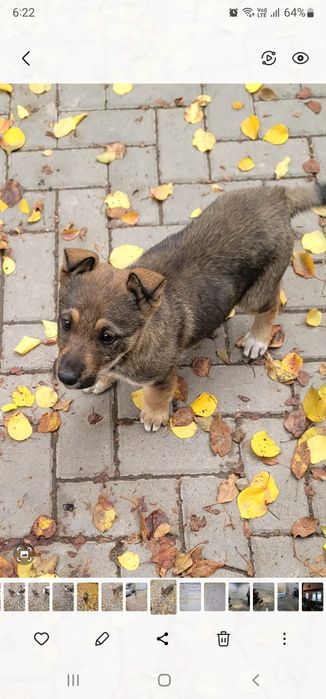 Отдадим, щенка в хорошие руки, девочка 2 месяца.