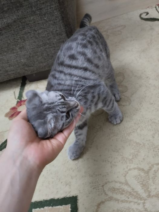 Продаётся котёнок