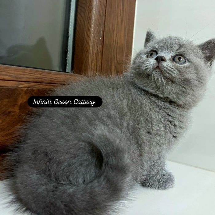 Pisica british shorthair blue