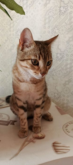 Отдам в добрые руки юную кошечку