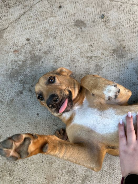 Cățel macul tinerel spre adopție