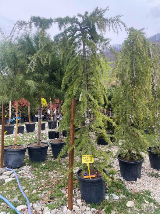 Plante ornamentale atractive pentru colțuri speciale