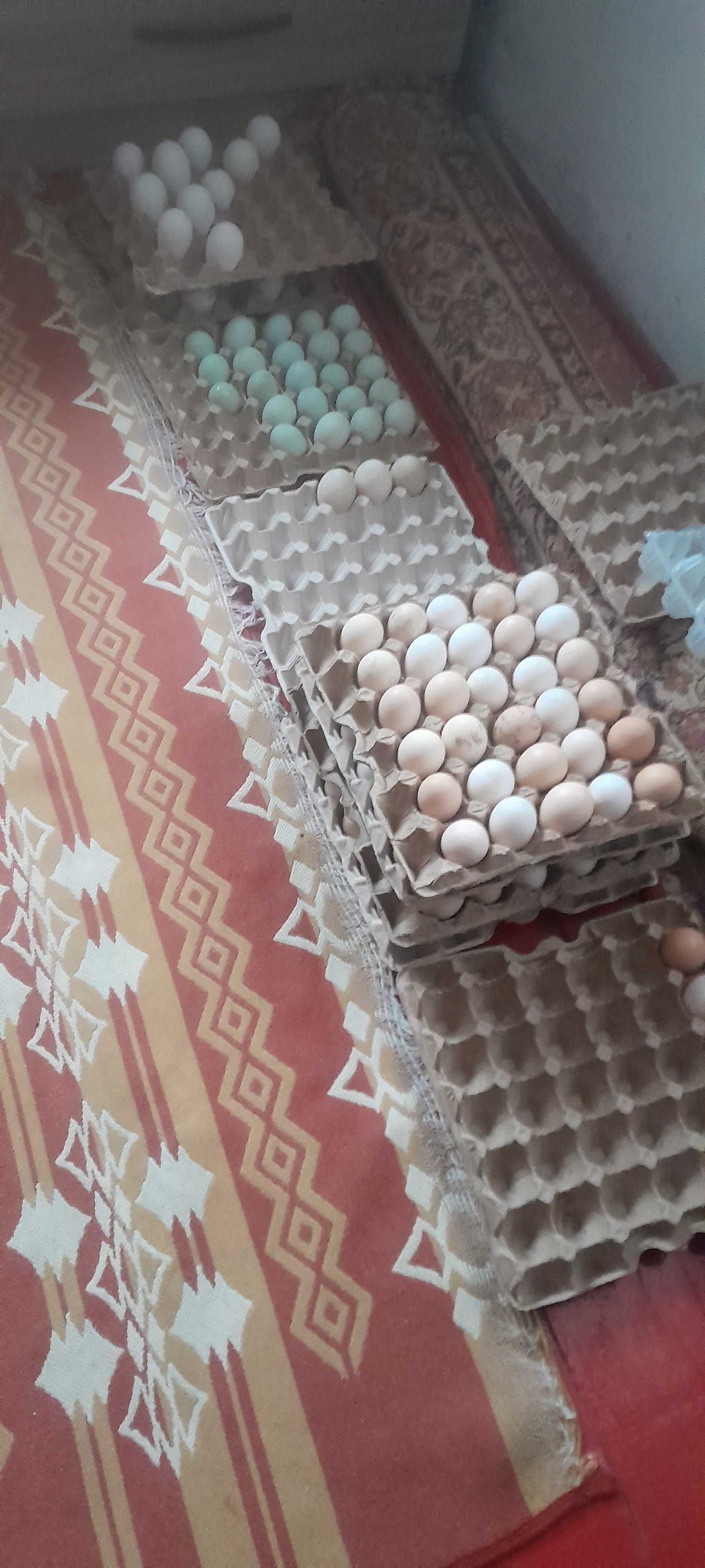 Гусиные яйца инкубационные