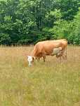 Vind vacă cu vitea angus vaca este foarte bună de lapte și cuminte
