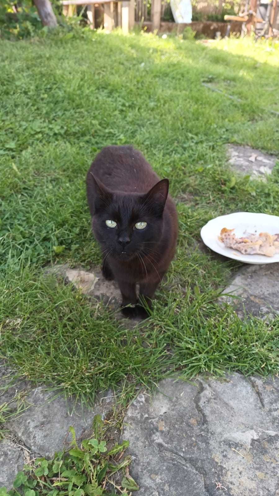 Pisică neagră cuminte și iubitoare