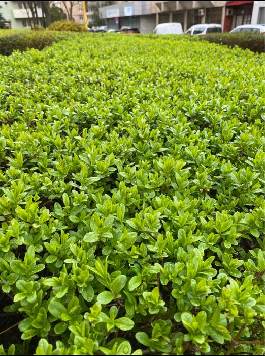 Gard Viu / Lemn Cainesc / Crestere Rapida