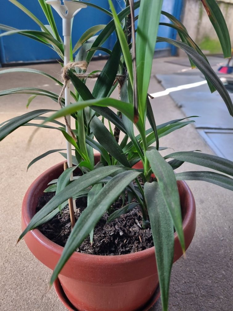 Vand flori de casa
