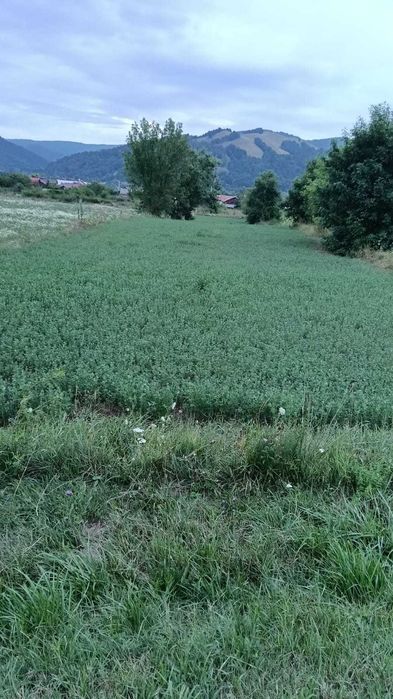 VÂND TEREN INTRAVILAN – Dofteana, jud. Bacău, 2.039 mp, acces: DN12