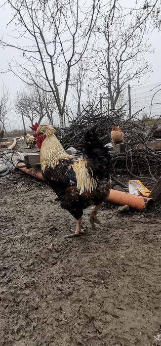 Găini moțate și nemoțate