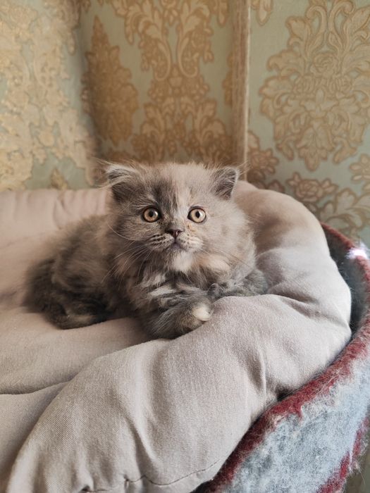 Продаются котята
