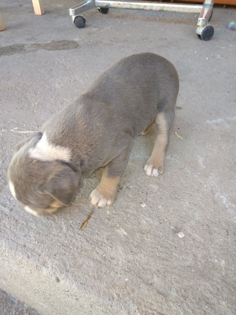 Pui american bully