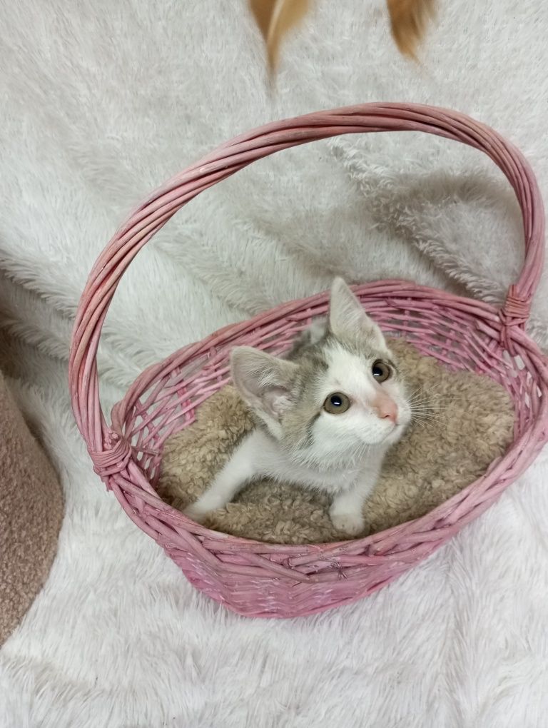 Котята с приюта в добрые руки