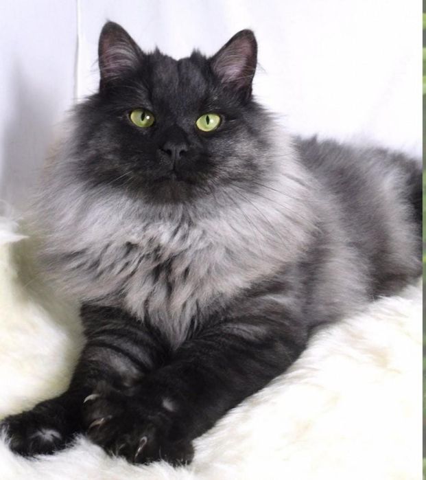 Красивый котёнок мальчик