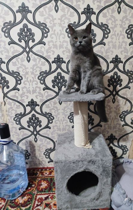 Mushuk sotiladi oʻgʻil bola