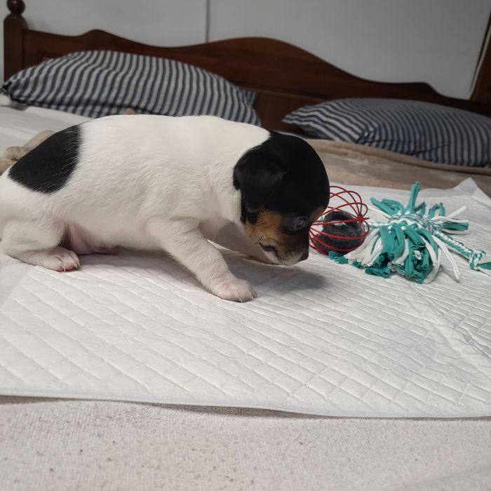 Пинчер немски сърнист