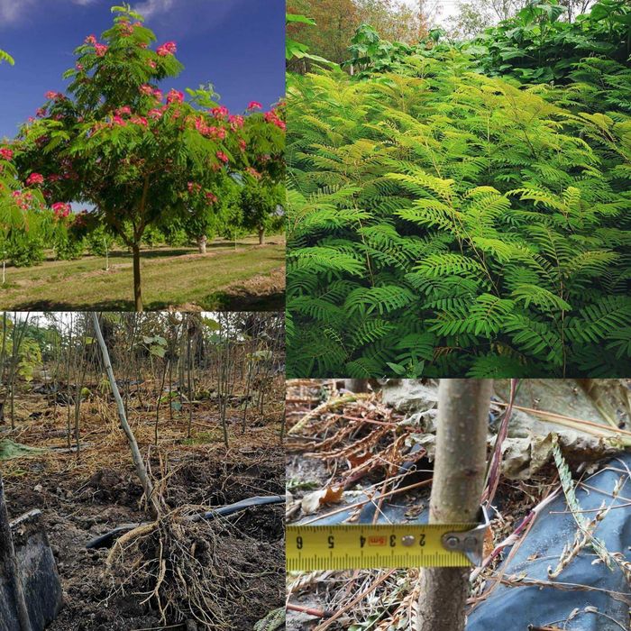 Албиция(Albizia)