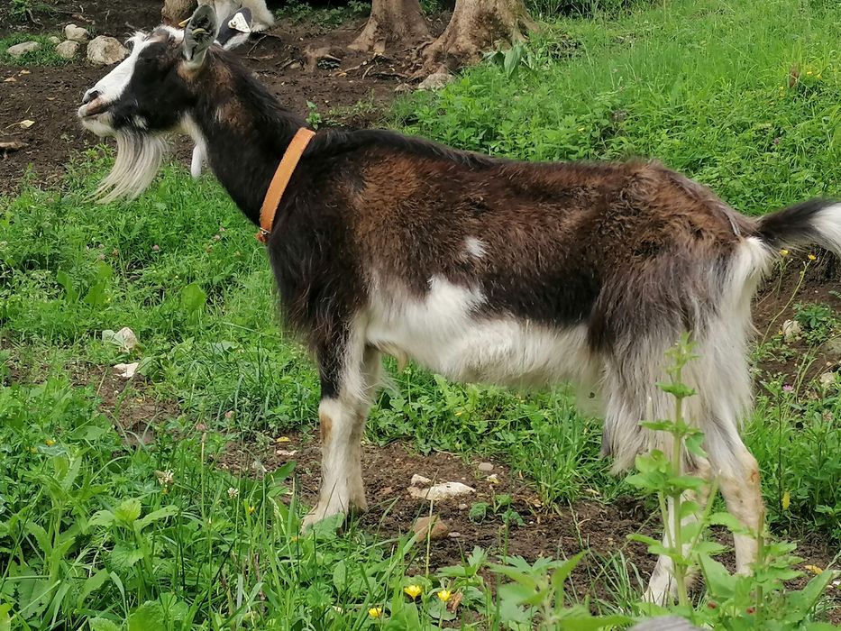 Capre îngrijite acasă