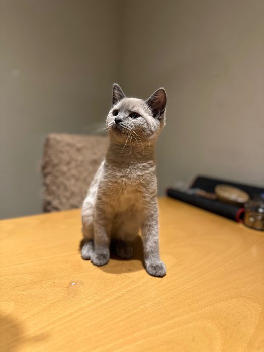 British Blue Point Британски