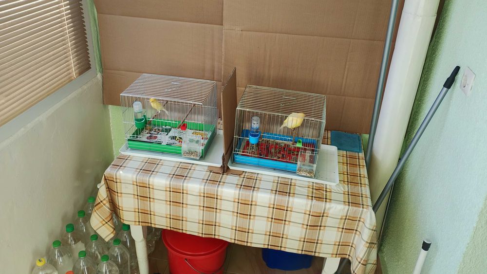 Орфей-мъжко и женско.Млади,тазгодишни.