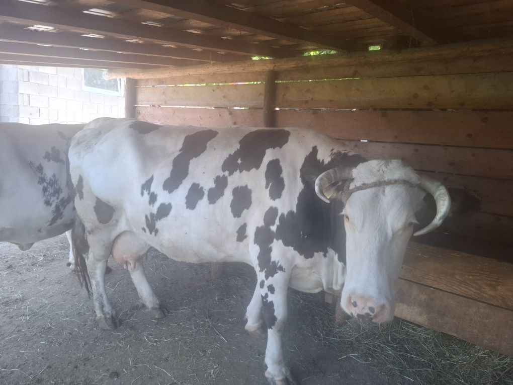 De vânzare   o  vacă și o junică