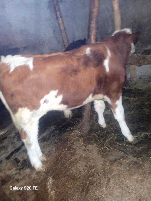 2 taurasi 5 luni în baltat pe rosu și un angus .forte frumoși
