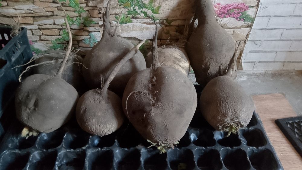 Продам чёрную редьку